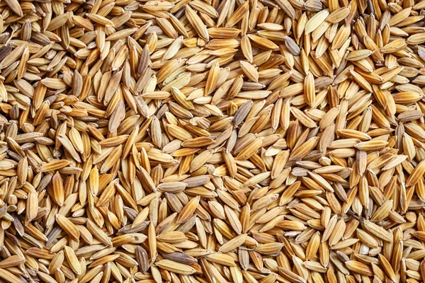 Paddy rice for background — Stock Photo, Image