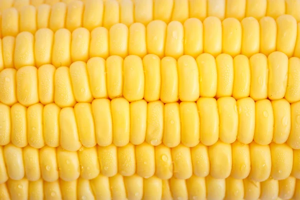 Primer plano maíz fresco — Foto de Stock