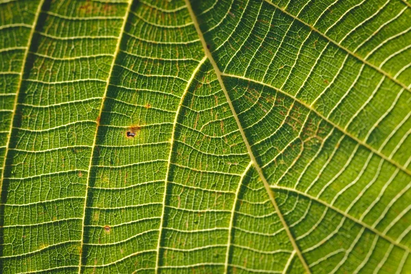 Зеленый лист текстуры фона — стоковое фото