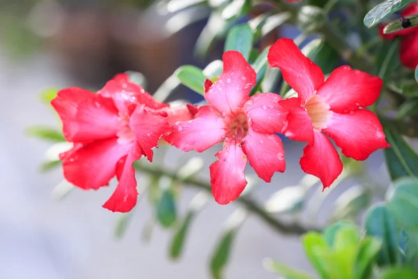Pembe çöl gülü veya Impala Lily veya alay açelya çiçek — Stok fotoğraf
