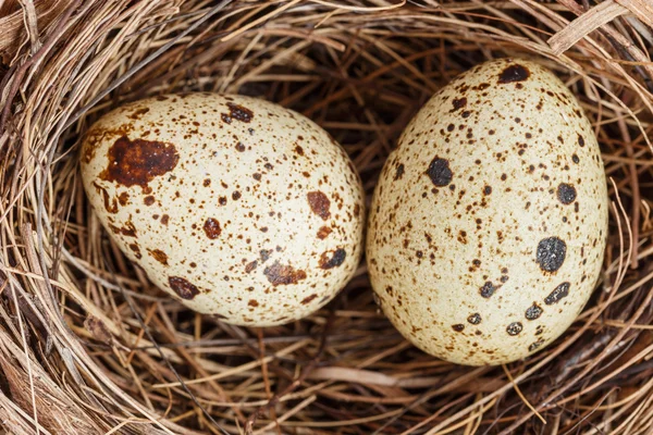 Yuvada bıldırcın yumurtası — Stok fotoğraf