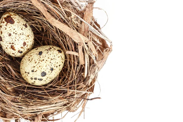 Kwarteleieren in het nest — Stockfoto