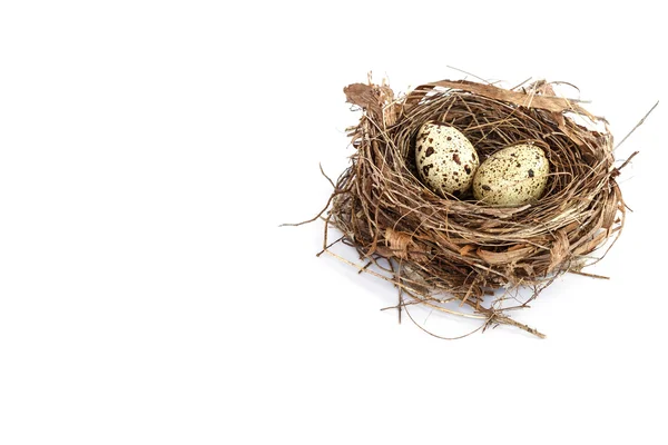 Kwarteleieren in het nest — Stockfoto
