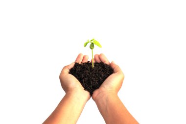 Genç bitki toprak ile tutan el