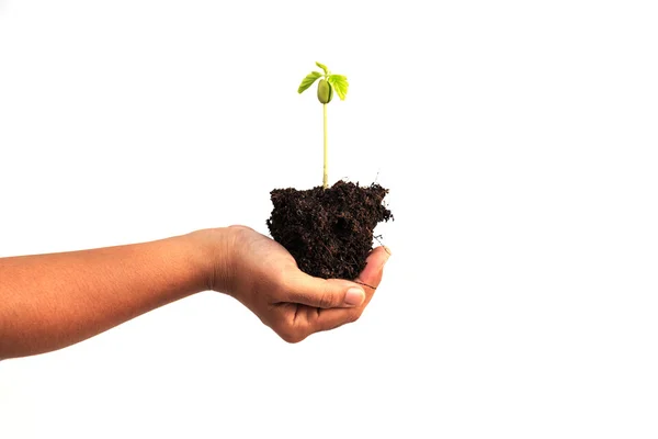 Ręka trzyma młode rośliny z gleby — Zdjęcie stockowe