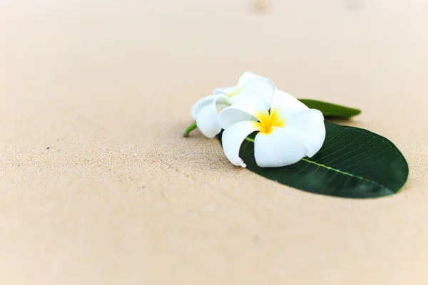 Flor blanca, Flor de Plumeria —  Fotos de Stock
