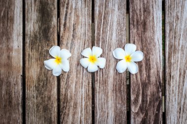 Plumeria çiçek veya Frangipani eski ahşap tahta üzerinde