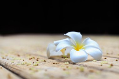 Beyaz çiçek, Plumeria çiçek veya Frangipani eski ahşap tahta üzerinde