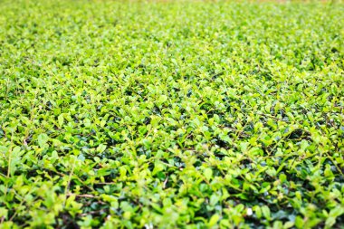 Yeşil bitki deseni kadar kapatın