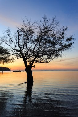 sunrise beach ağaca silüeti