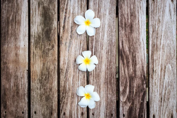 Plumeria blomma eller Frangipani på gamla trä planka — Stockfoto