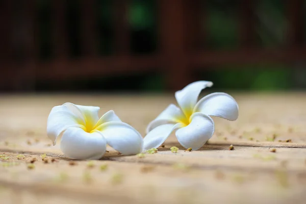 Flor blanca, flor de Plumeria o Frangipani en tablón de madera vieja —  Fotos de Stock