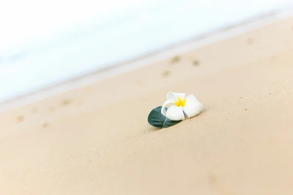 Weiße Blume, plumeria Blume — Stockfoto