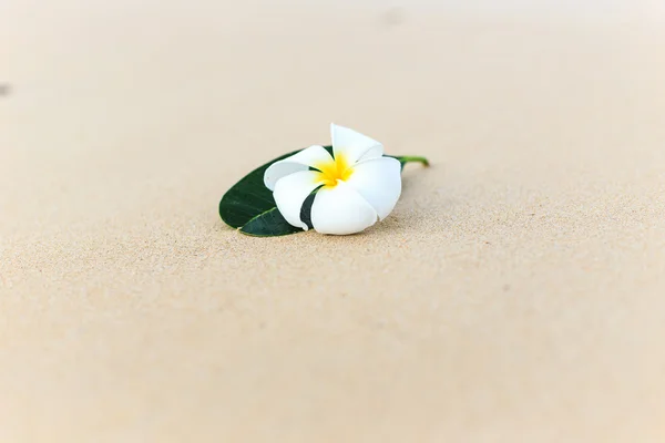 White flower, Plumeria flower — Stock Photo, Image