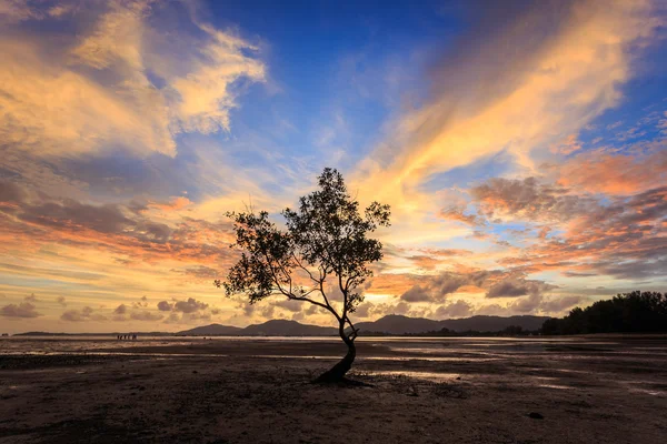 Silhouettes d'arbre à la plage du coucher du soleil à Phuket, Thaïlande — Photo