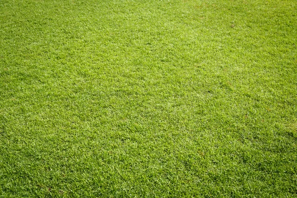 Textur des grünen Rasens auf dem Golfplatz — Stockfoto