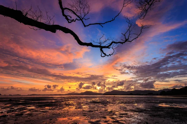 Silhouette di albero al tramonto spiaggia di Phuket, Thailandia — Foto Stock