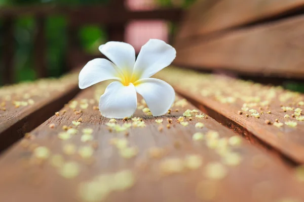 Vit blomma, Plumeria blomma eller Frangipani på gamla trä planka — Stockfoto