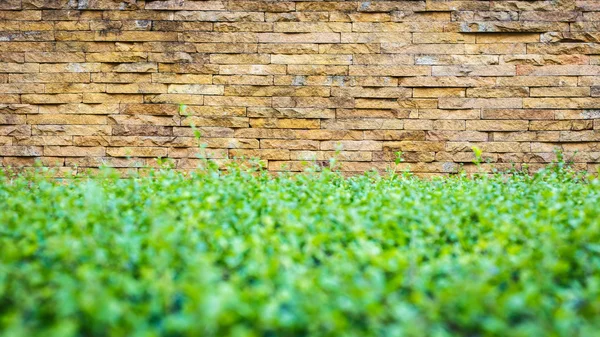 背景の砂岩壁テクスチャ — ストック写真