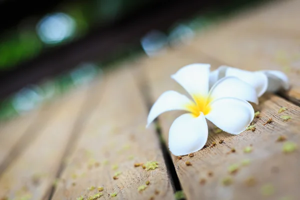 Flor blanca, flor de Plumeria o Frangipani en tablón de madera vieja —  Fotos de Stock