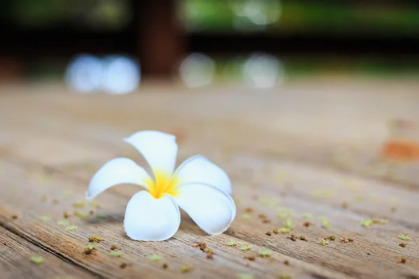 Witte bloem, Plumeria bloem of Frangipani op oude houten plank — Stockfoto