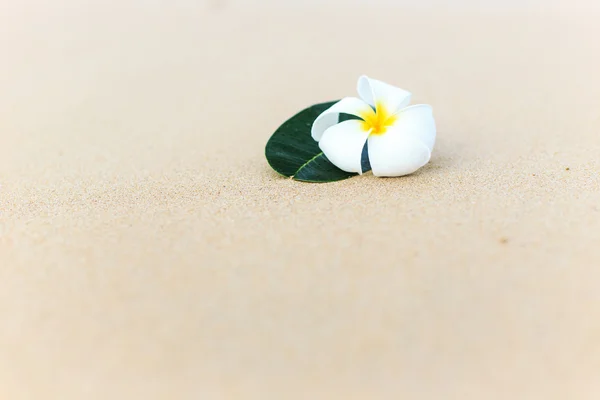 White flower, Plumeria flower — Stock Photo, Image