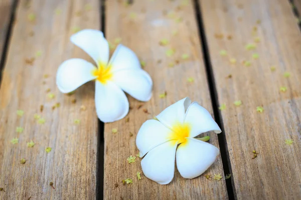 Flor blanca, flor de Plumeria o Frangipani en tablón de madera vieja —  Fotos de Stock