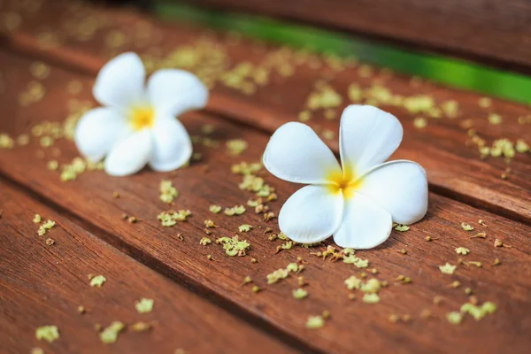 Vit blomma, Plumeria blomma eller Frangipani på gamla trä planka — Stockfoto