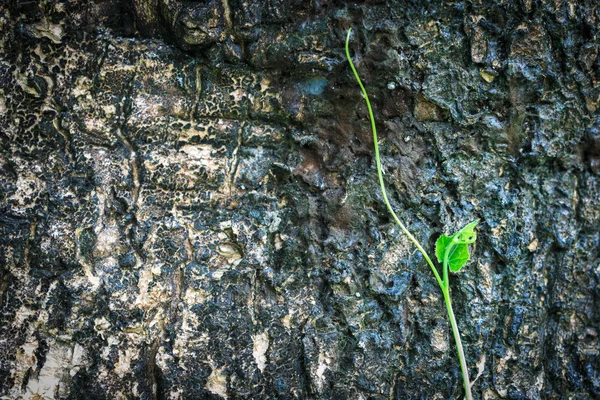 Cerca de la planta verde creciendo en el árbol — Foto de Stock