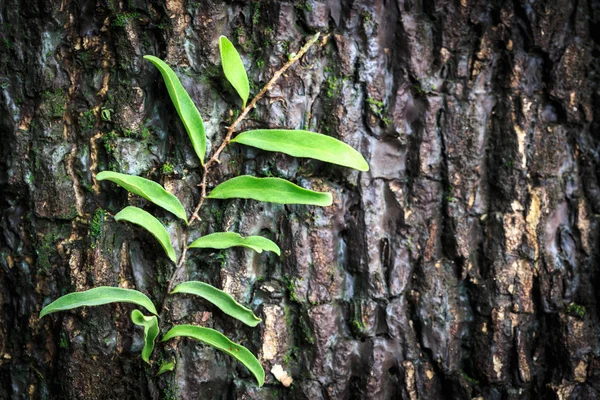 Close up green plant growing on tree — Stock Photo, Image