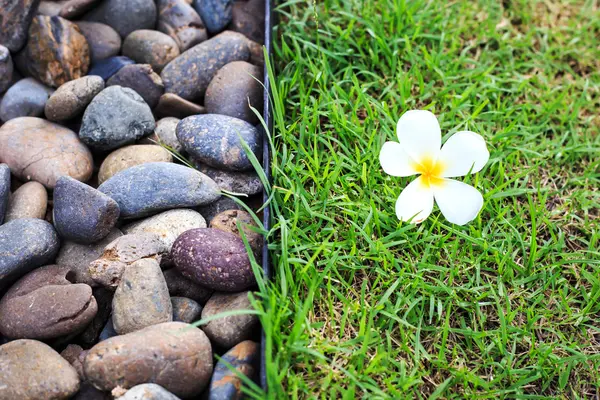 Plumeria kwiat lub Frangipani na zielonej trawie — Zdjęcie stockowe