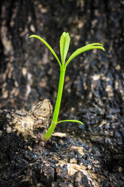 Close up green plant growing on tree