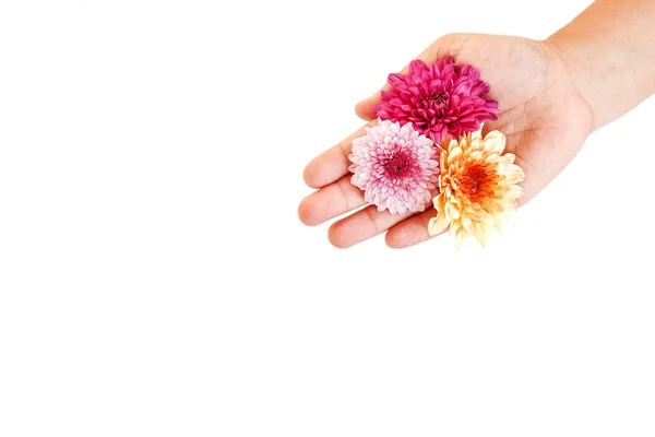 Çiçek tutan el. — Stok fotoğraf