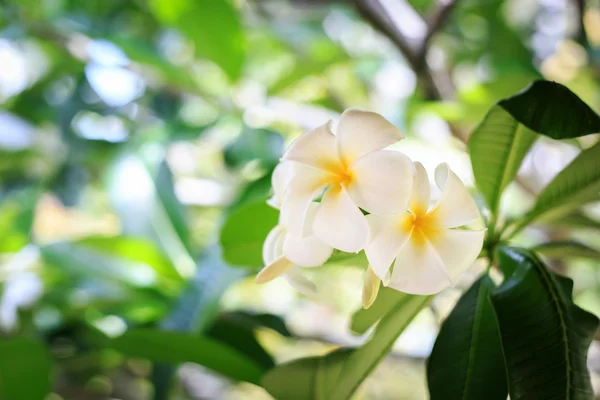 Plumeria blume oder frangipani — Stockfoto