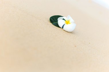 Beyaz çiçek, Plumeria çiçek