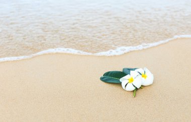 Beyaz çiçek, Plumeria çiçek