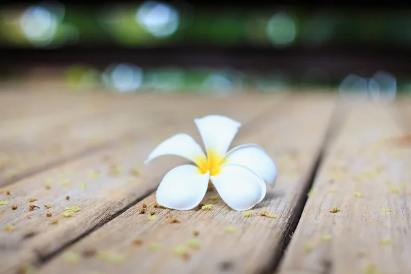 Biały kwiat, kwiat Plumeria lub Frangipani na stare drewniane deski — Zdjęcie stockowe