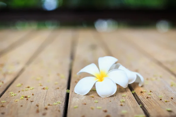 Vit blomma, Plumeria blomma eller Frangipani på gamla trä planka — Stockfoto