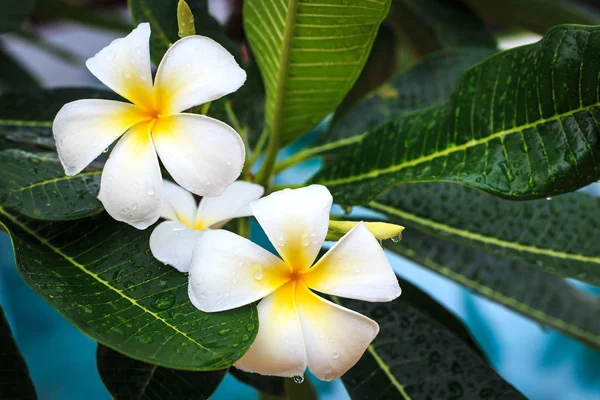 プルメリアの花やフランジパニ — ストック写真