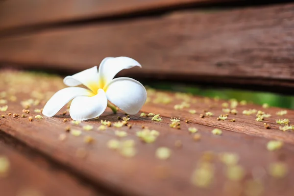 Vit blomma, Plumeria blomma eller Frangipani på gamla trä planka — Stockfoto