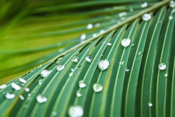 Абстрактная текстура зеленого листа с каплей воды — стоковое фото