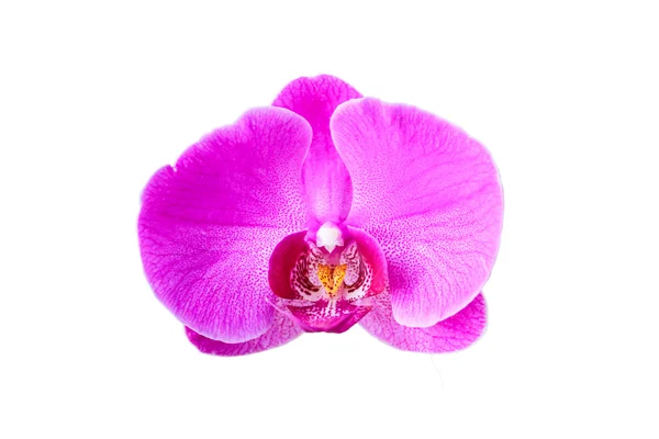 Orchidea di fiore su sfondo bianco — Foto Stock