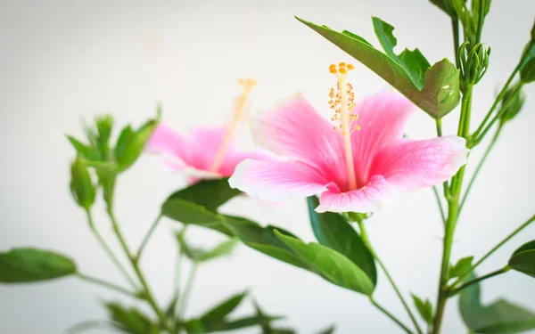 Makro Çin gül çiçek, hibiscus çiçek — Stok fotoğraf