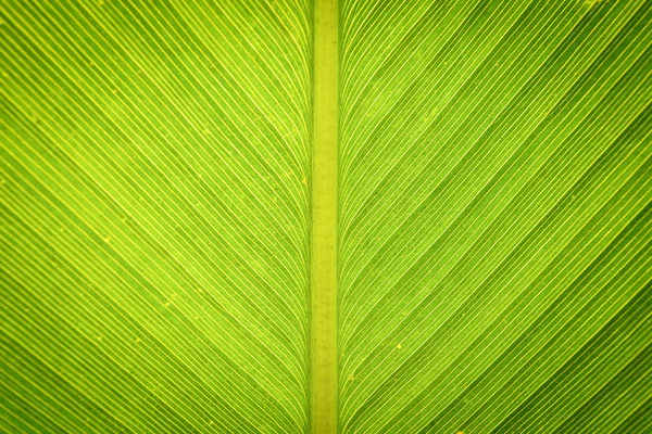 Abstract groen blad textuur voor achtergrond — Stockfoto