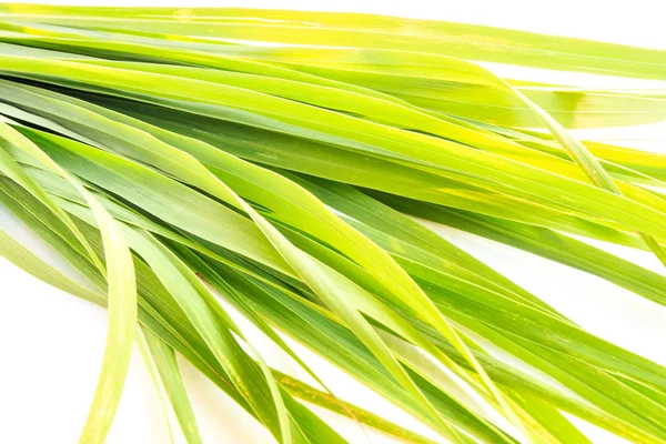 Lemongrass leaf — Stock Photo, Image