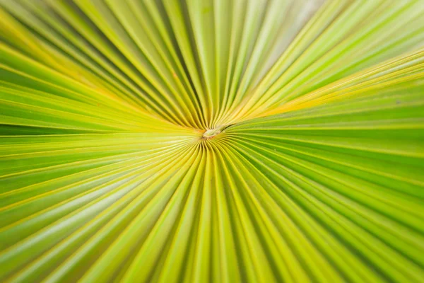Textur des grünen Palmblattes Hintergrund — Stockfoto