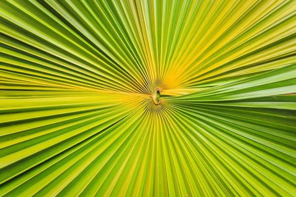 Texture of green palm leaf background — Stock Photo, Image