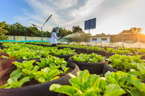 有機野菜の庭の散水システム — ストック写真