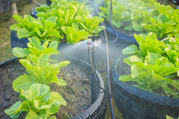 Watering system in organic vegetable garden — Stock Photo, Image