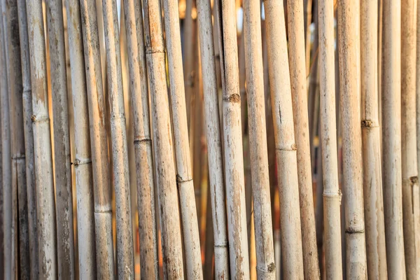 Nahaufnahme Bambuswand, Hintergrund — Stockfoto